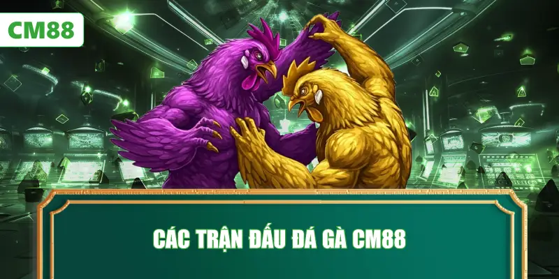 Các Trận Đấu Đá Gà CM88
