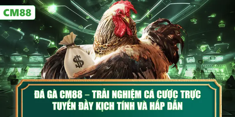 Đá Gà CM88 – Trải Nghiệm Cá Cược Trực Tuyến Đầy Kịch Tính Và Hấp Dẫn