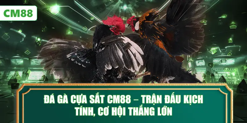Đá Gà Cựa Sắt CM88 – Trận Đấu Kịch Tính, Cơ Hội Thắng Lớn
