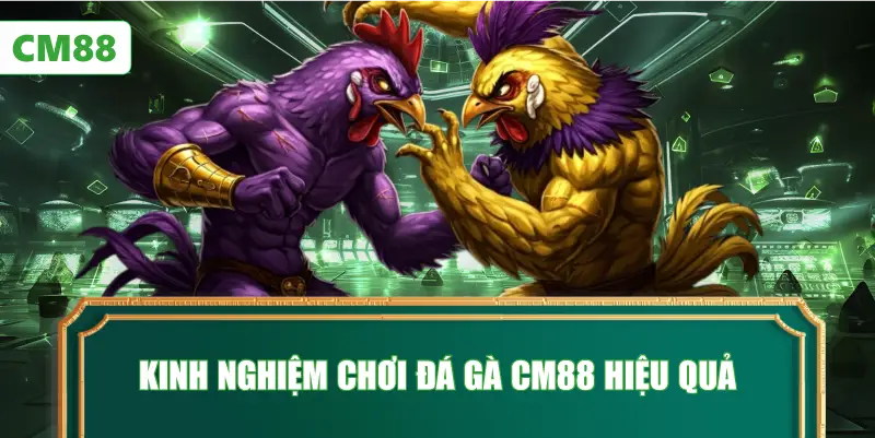 Kinh Nghiệm Chơi Đá Gà CM88 Hiệu Quả