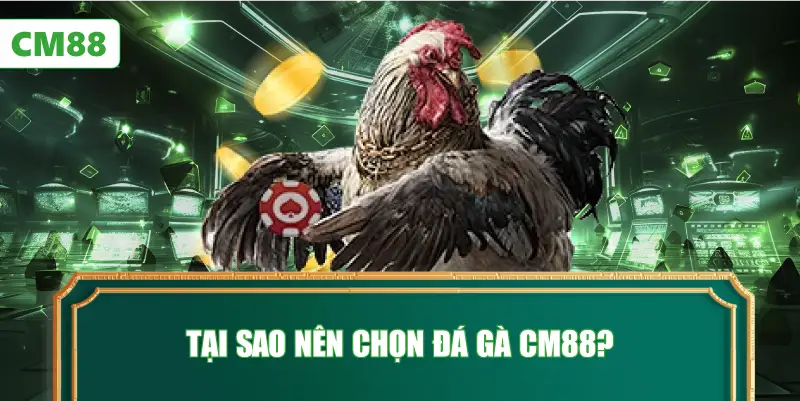 Tại Sao Nên Chọn Đá Gà CM88?